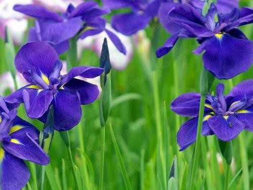 蓝色紫罗兰的花语是:警戒,忠诚,我将永远忠诚.