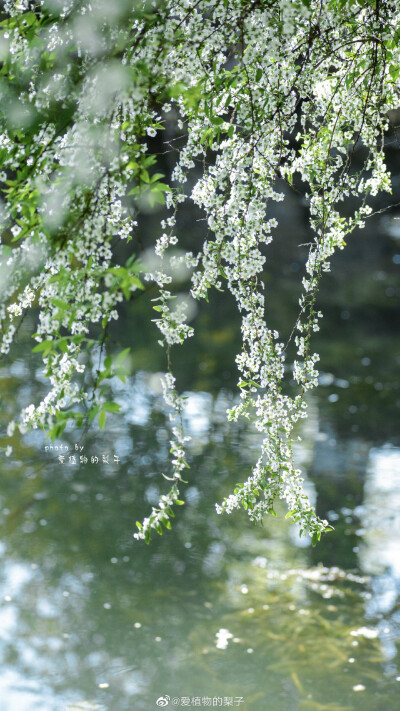 单瓣李叶绣线菊