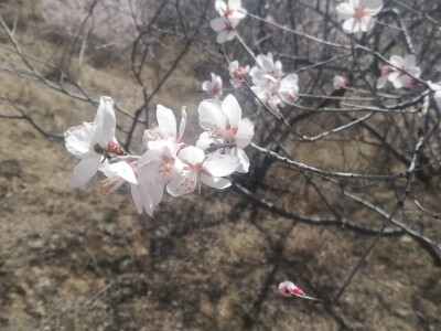 桃花
待到山花烂漫时