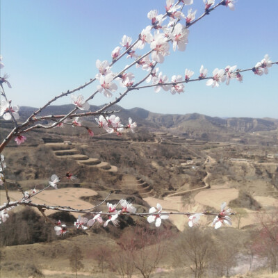 桃花
待到山花烂漫时