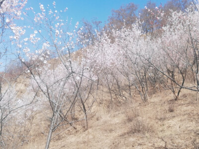 桃花
待到山花烂漫时