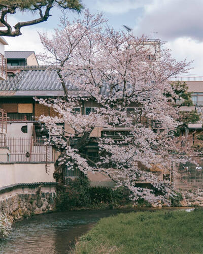  春天、樱花和旅行♡