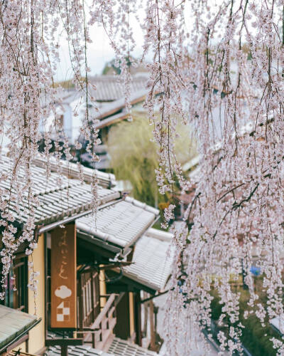  春天、樱花和旅行♡