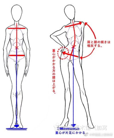 人体各种姿势，动势线和重心参考