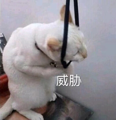 猫猫狗狗表情包