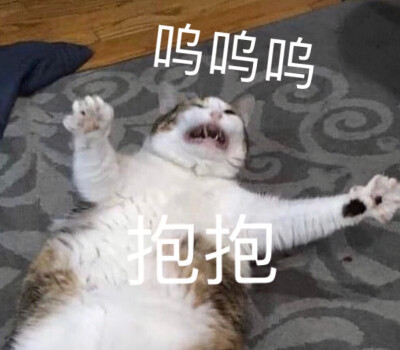 猫猫狗狗表情包