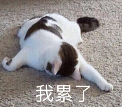 猫猫狗狗表情包