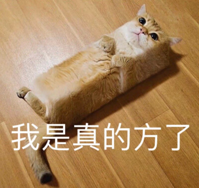 猫猫狗狗表情包