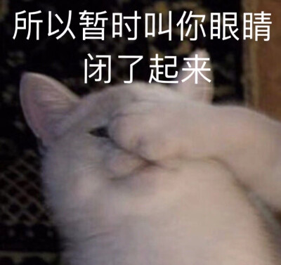 猫猫狗狗表情包