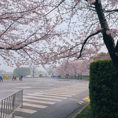 来云赏花