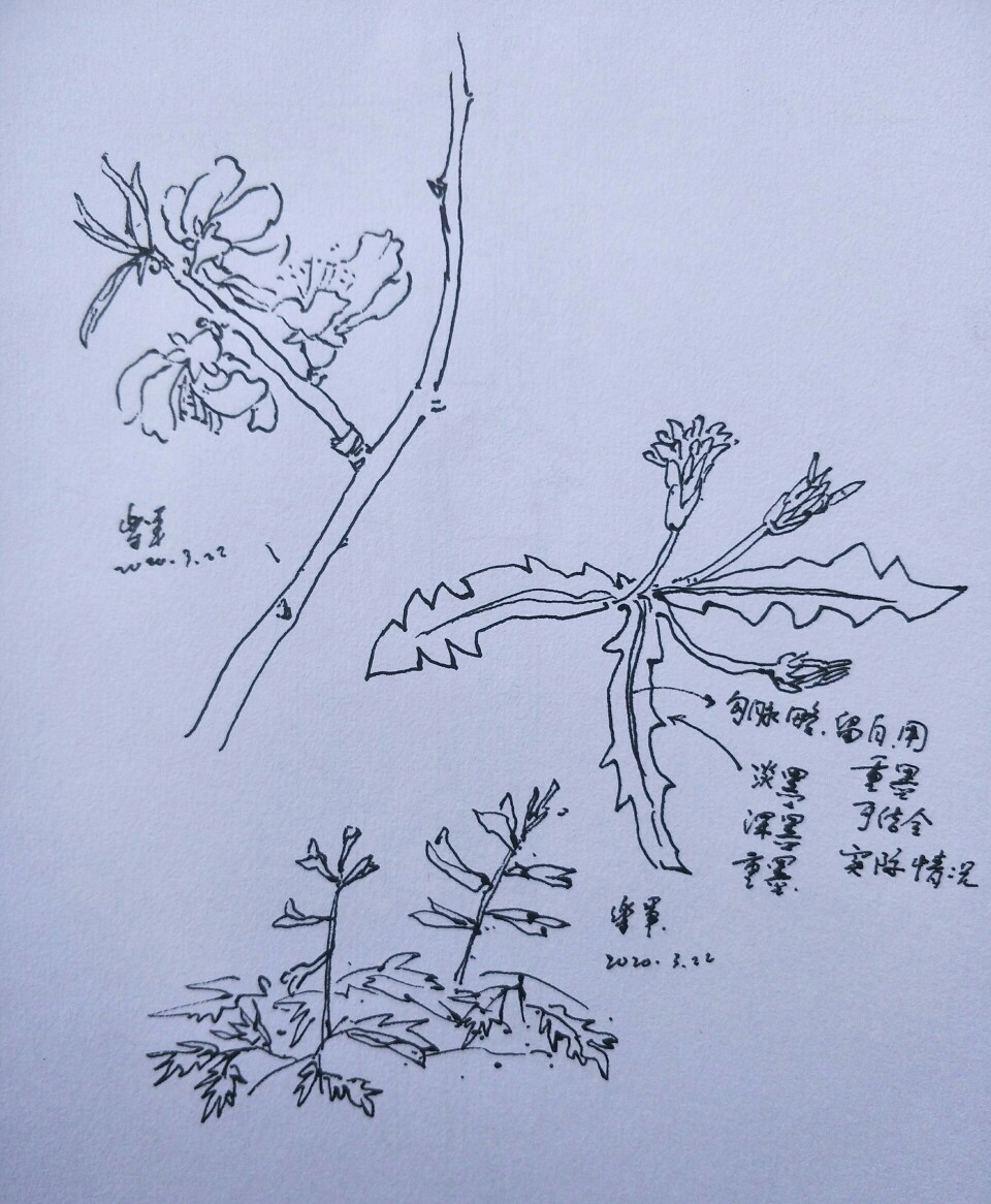 乐军绘画写生花卉杂草素材集