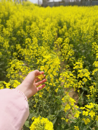 油菜花