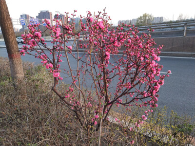 美丽的夕阳与花朵(榆叶梅2020.3.22新马路)