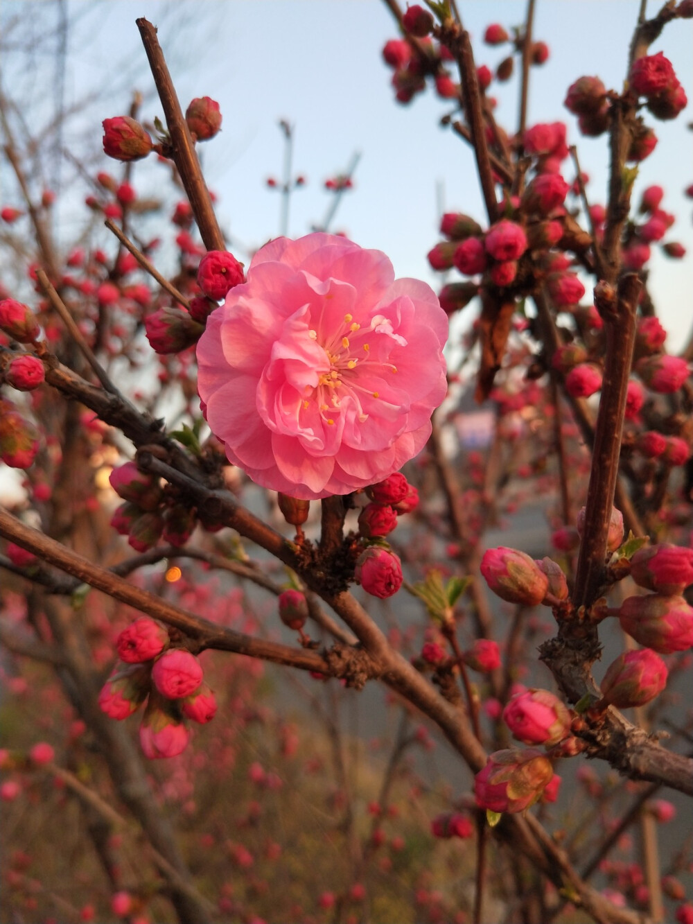 美丽的夕阳与花朵(榆叶梅2020.3.22新马路)