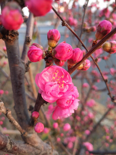 美丽的夕阳与花朵(榆叶梅2020.3.22新马路)