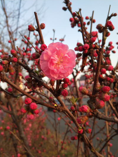 美丽的夕阳与花朵(榆叶梅2020.3.22新马路)