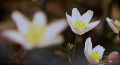 随遇而安无不可，人间到处有花香。—— 林语堂《京华烟云》