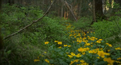 随遇而安无不可，人间到处有花香。—— 林语堂《京华烟云》