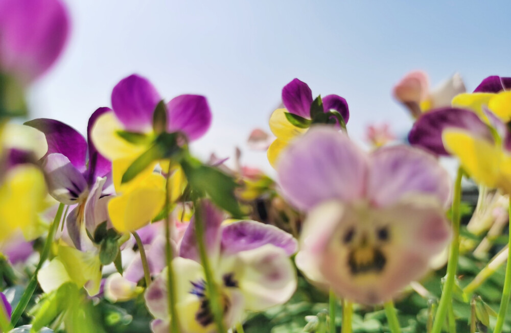 2020.03 阳台花园 角堇 炸浆草 开花