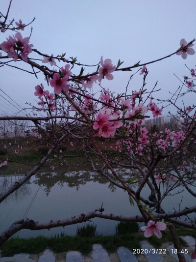 走着走着花就开了
晚饭节食第二天
今天步数超一万
比个“耶”