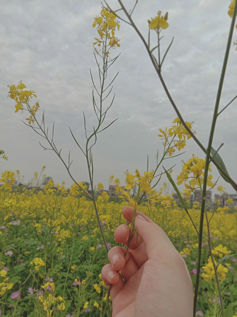 油菜花开了