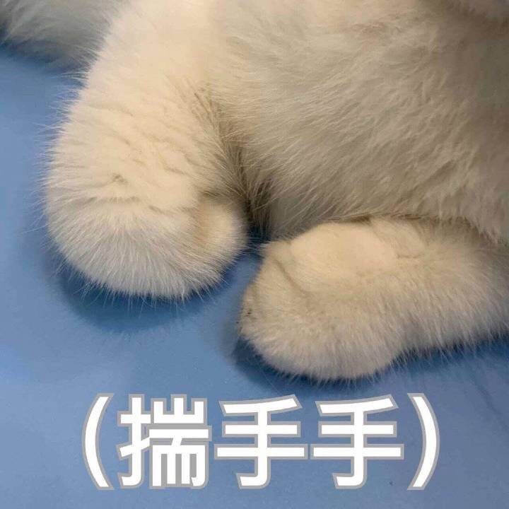 猫表情包