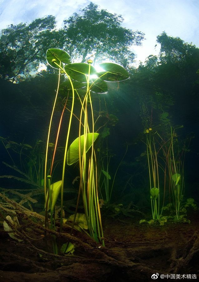 水之森