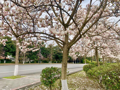 四川大学江安校区
自摄