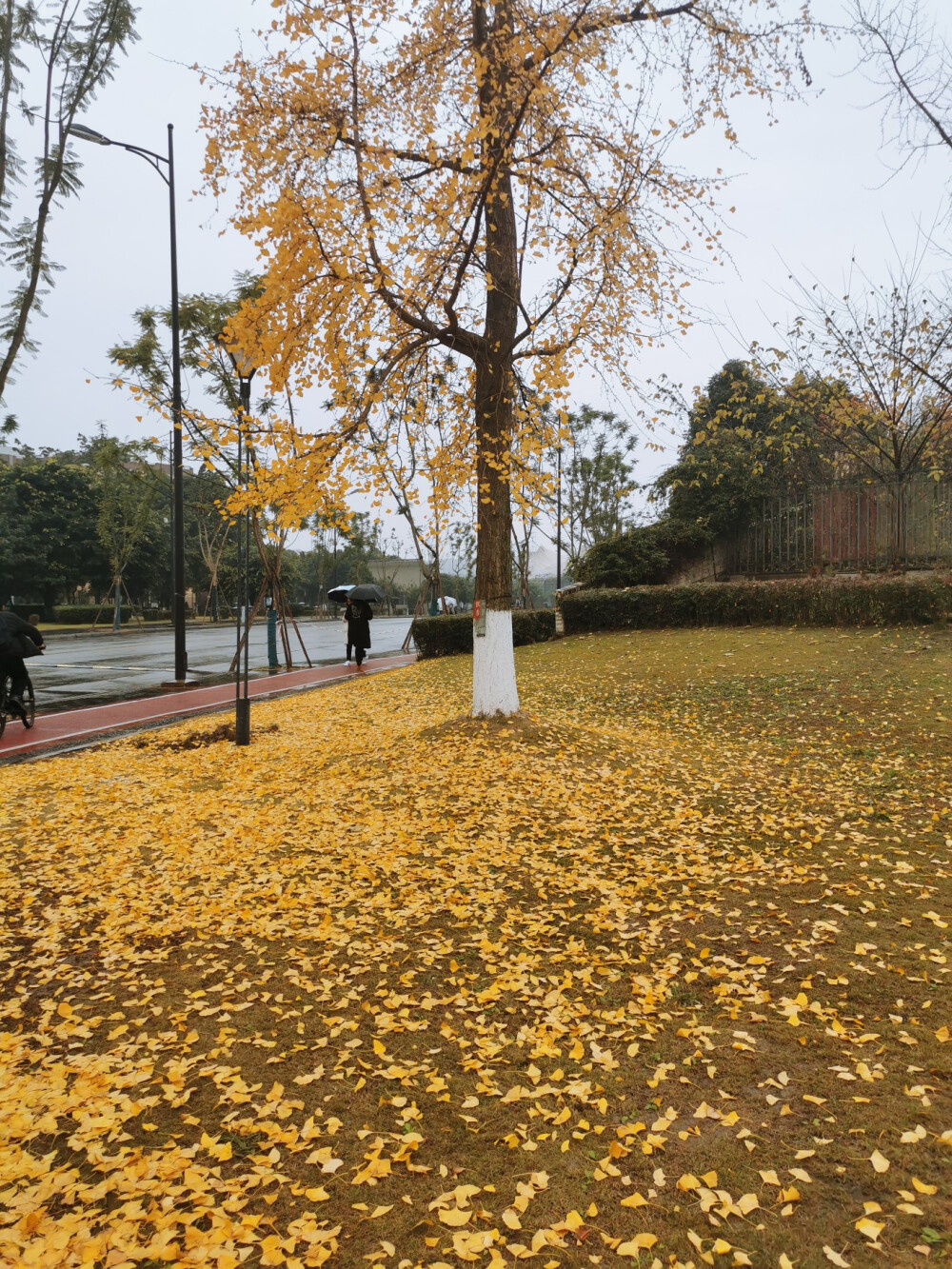 四川大学江安校区
自摄