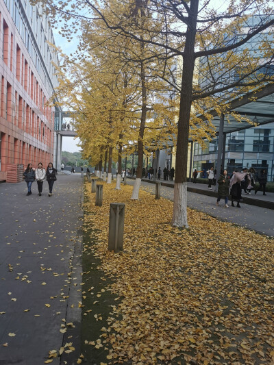 四川大学江安校区
自摄