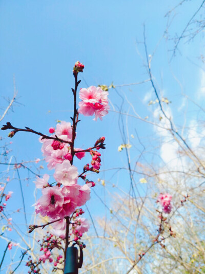 初春赏花记