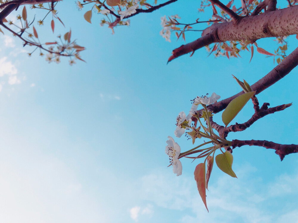 初春赏花记