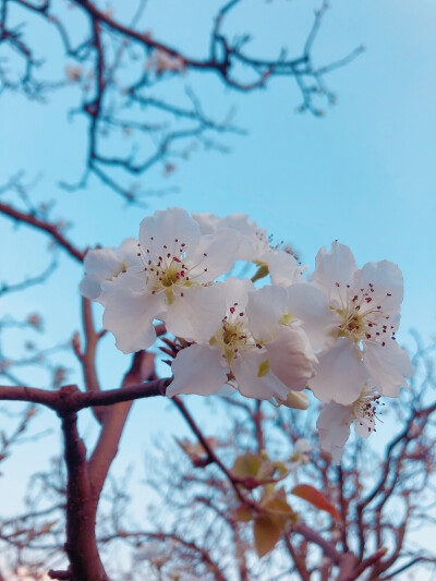 初春赏花记