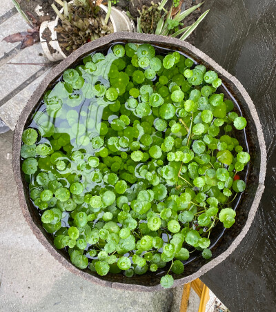 花花草草