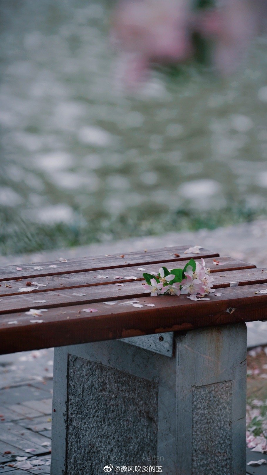 ｜莫愁·海棠｜昨夜雨疏风骤，浓睡不消残酒。试问卷帘人，却道海棠依旧。知否，知否？应是绿肥红瘦。
摄影@微风吹淡的蓝
#遇见美好时光##你好春天##2020，我的春天##我家的春天# #摄影##最南京，全民拍##带着微博去旅行# ​​