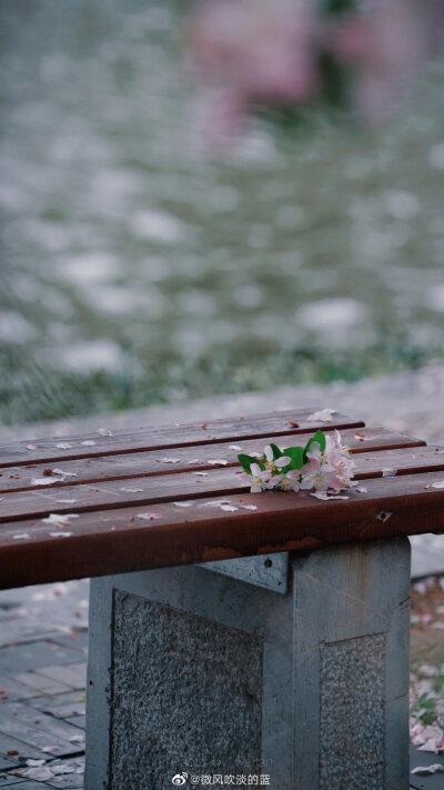 ｜莫愁·海棠｜昨夜雨疏风骤，浓睡不消残酒。试问卷帘人，却道海棠依旧。知否，知否？应是绿肥红瘦。
摄影@微风吹淡的蓝
#遇见美好时光##你好春天##2020，我的春天##我家的春天# #摄影##最南京，全民拍##带着微博去…