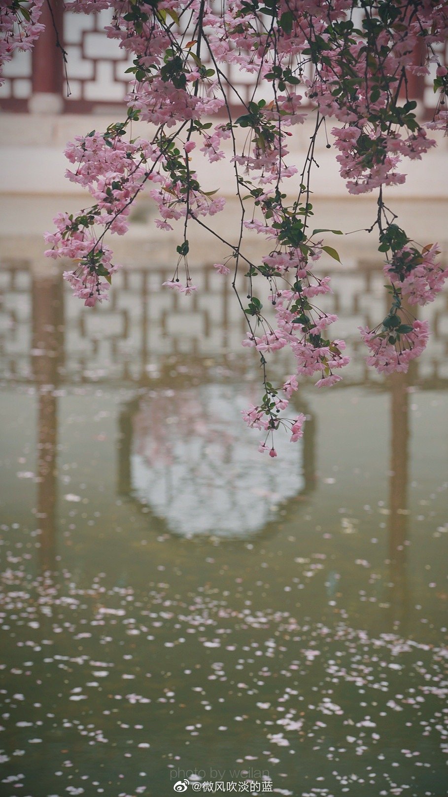 ｜莫愁·海棠｜昨夜雨疏风骤，浓睡不消残酒。试问卷帘人，却道海棠依旧。知否，知否？应是绿肥红瘦。
摄影@微风吹淡的蓝
#遇见美好时光##你好春天##2020，我的春天##我家的春天# #摄影##最南京，全民拍##带着微博去旅行# ​​