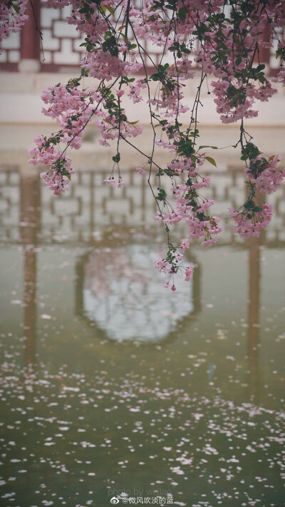 ｜莫愁·海棠｜昨夜雨疏风骤，浓睡不消残酒。试问卷帘人，却道海棠依旧。知否，知否？应是绿肥红瘦。
摄影@微风吹淡的蓝
#遇见美好时光##你好春天##2020，我的春天##我家的春天# #摄影##最南京，全民拍##带着微博去…