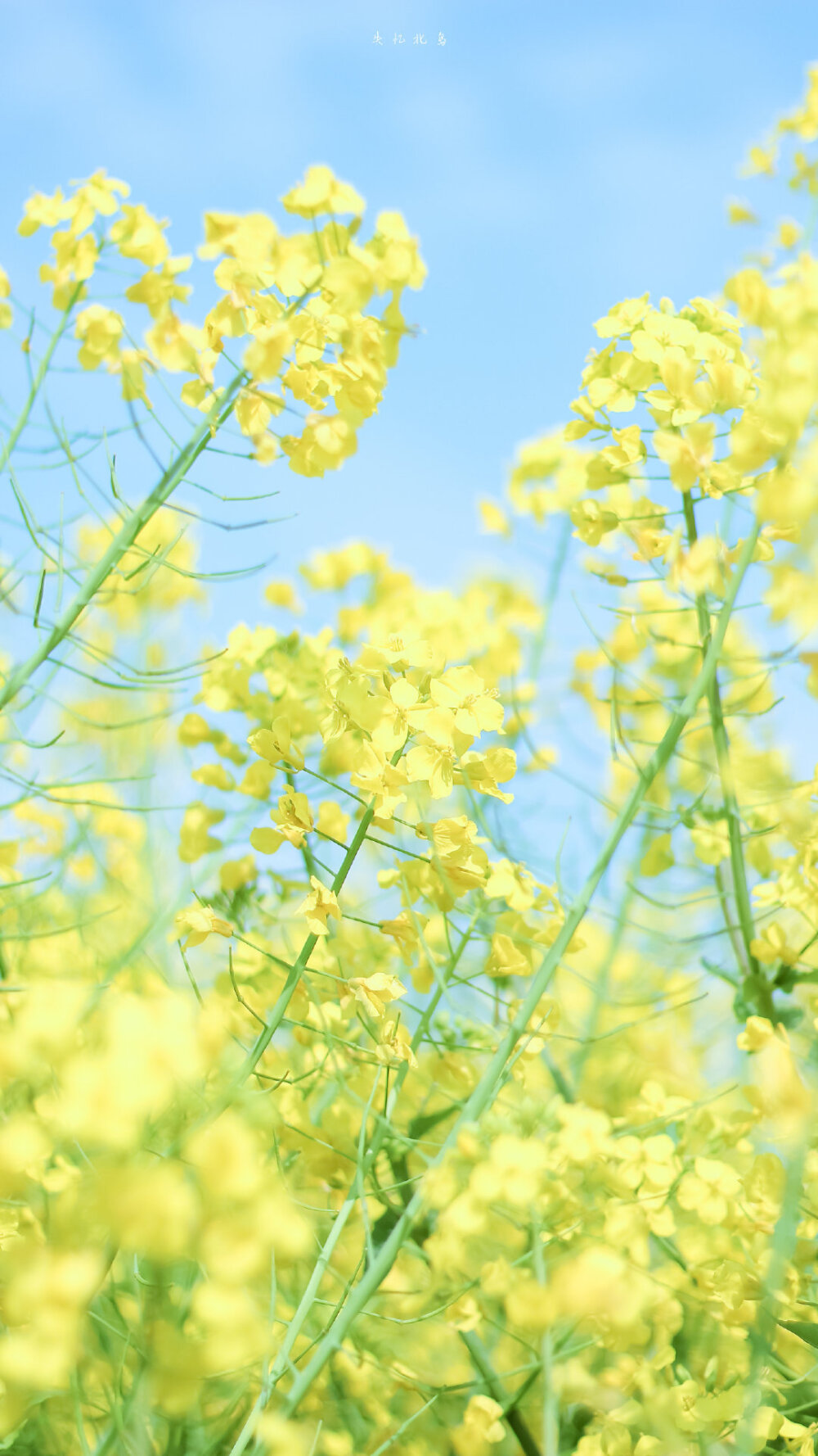 小羊与油菜花在春天的碰面
摄影：@失忆北岛 ?