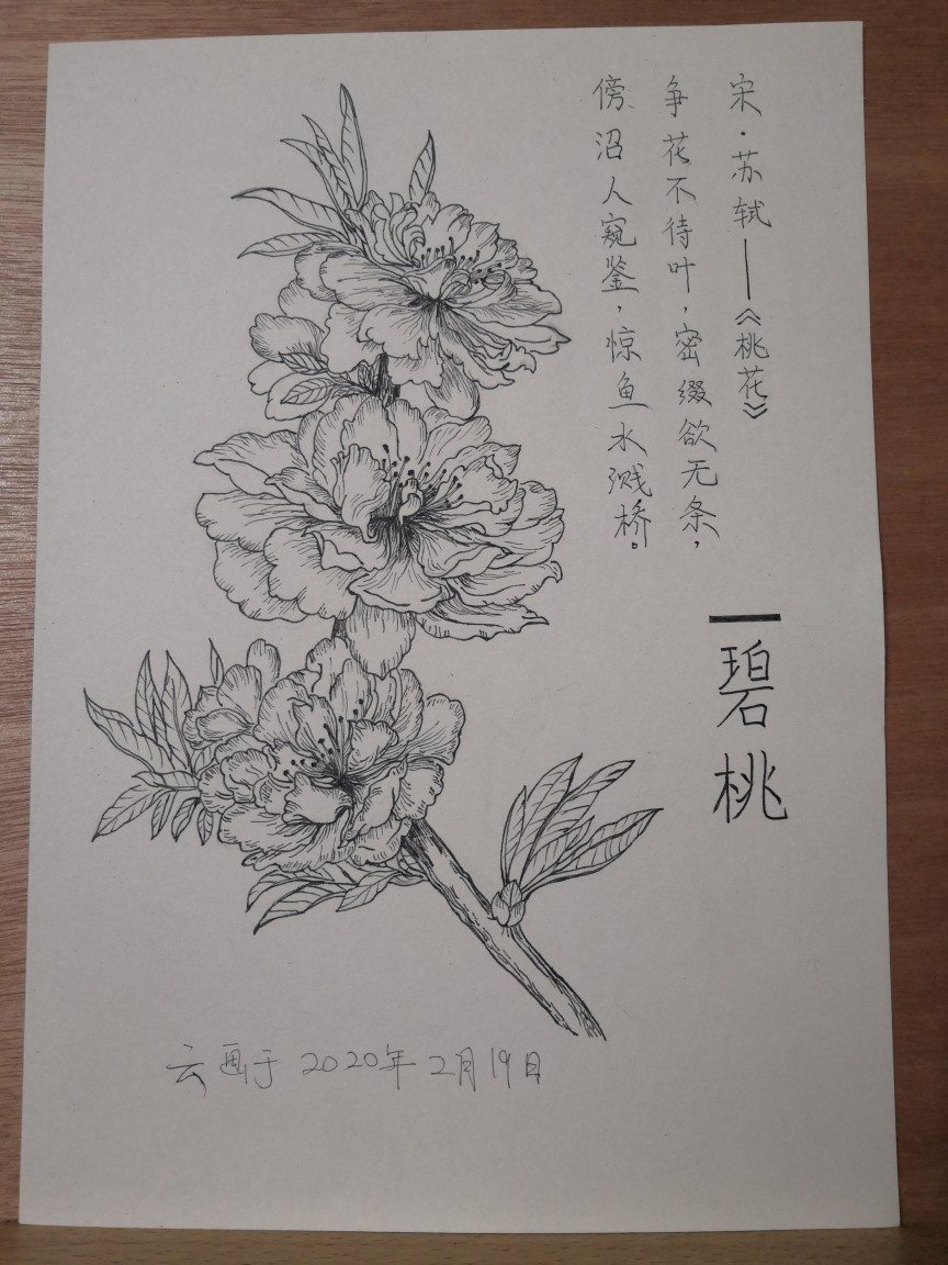 针管笔——《自在飞花》