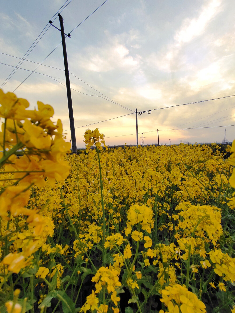 油菜花海