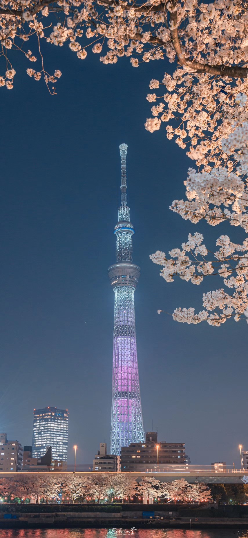 春天
樱花
壁纸
日本