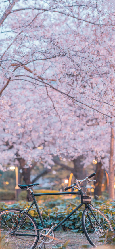 春天
樱花
壁纸
日本