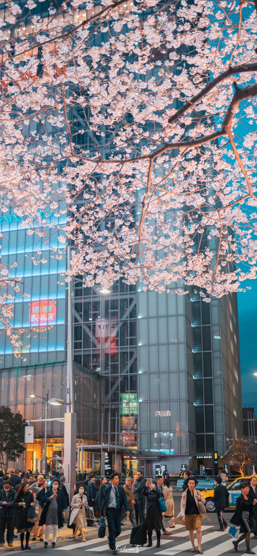 春天
樱花
壁纸
日本