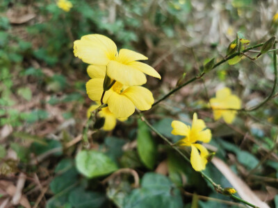 【迎春花】花语：想爱到永远