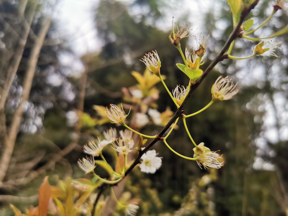 【李花】花语：纯洁