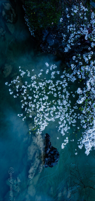 【太子湾，樱花溪水】#花开的季节到了#
杭州，太子湾，山泉流水淙淙，樱花柔美烂漫！ ​
摄影@影像视觉杨
#云赏花##春天摄影大赛# ​