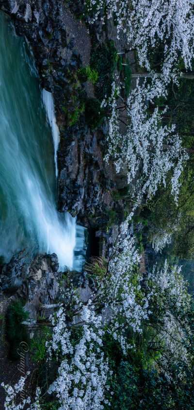 【太子湾，樱花溪水】#花开的季节到了#
杭州，太子湾，山泉流水淙淙，樱花柔美烂漫！ ​
摄影@影像视觉杨
#云赏花##春天摄影大赛# ​