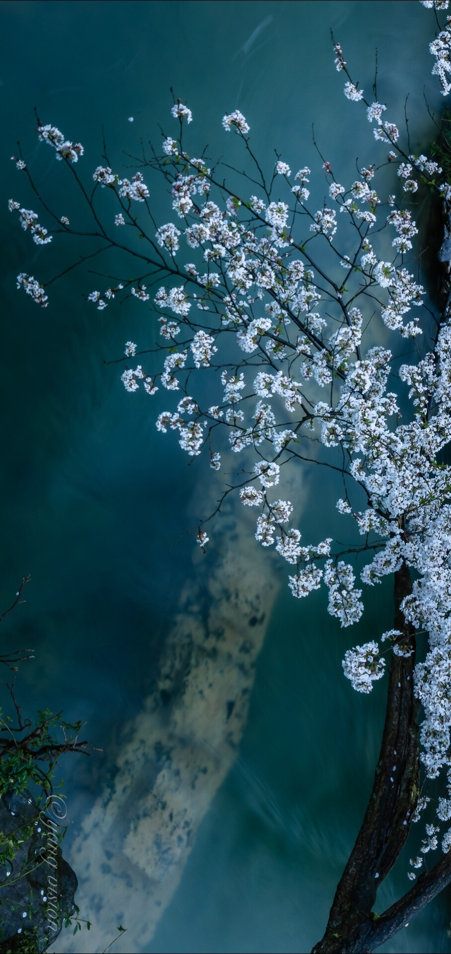 【太子湾，樱花溪水】#花开的季节到了#
杭州，太子湾，山泉流水淙淙，樱花柔美烂漫！ ​
摄影@影像视觉杨
#云赏花##春天摄影大赛# ​