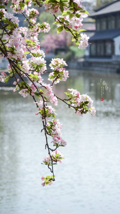 西府海棠盛放，最美胭脂色
摄影@爱植物的梨子
#春分##遇见美好时光##2020，我的春天##你好春天# ​